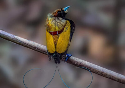 Arfak Birdwatching 6D/5N