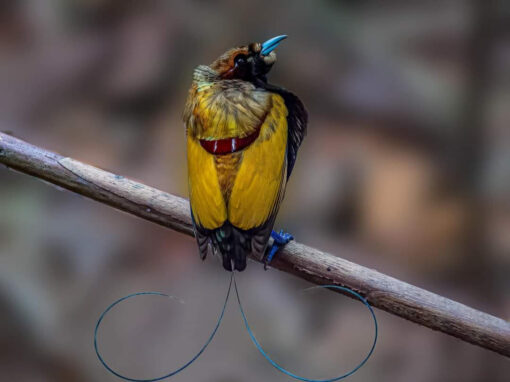 Arfak Birdwatching 6D/5N