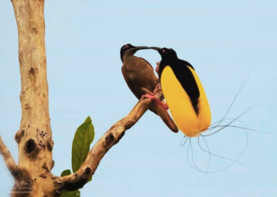 Nimbokrang Birdwatching 5D/4N