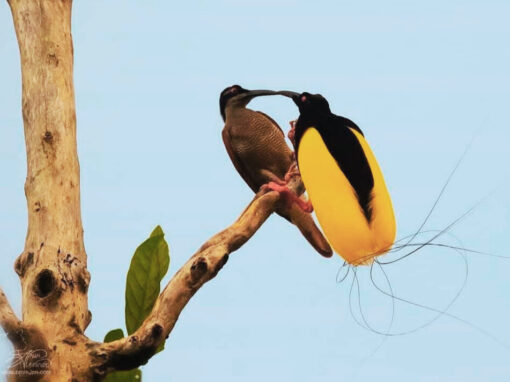 Nimbokrang Birdwatching 5D/4N