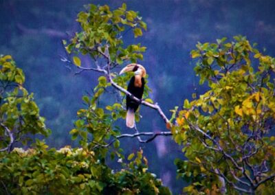 Wasur Nat-Park 4D/3N