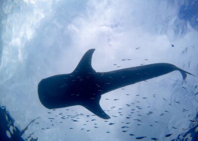 Swim With Whale Shark 5D/4N