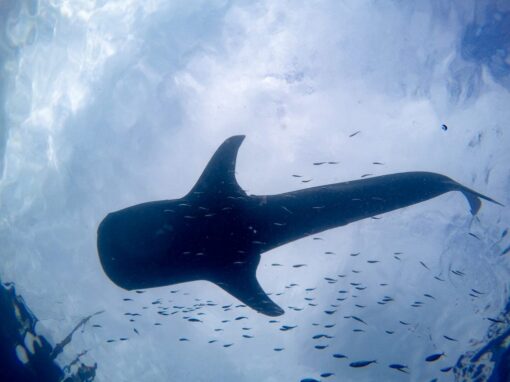 Swim With Whale Shark 5D/4N