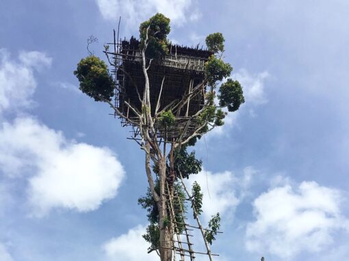 Baliem Valley & Korowai Tours 11 Days