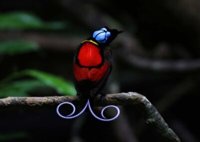 Malagufuk & Raja Ampat Birdwatching