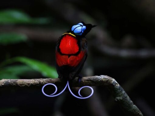 Malagufuk & Raja Ampat Birdwatching