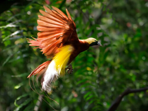 Birding Trip In Klasow Valley