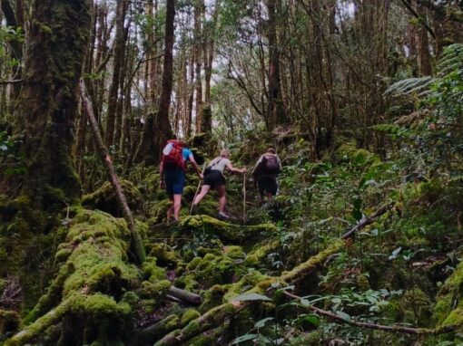 Baliem Valley Camping & Hiking Trek